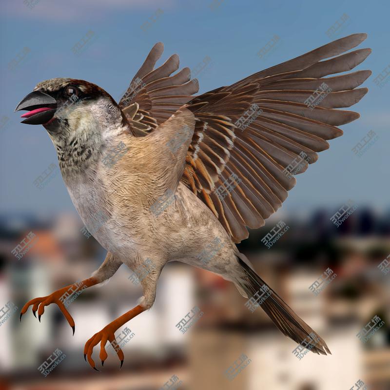 images/goods_img/2021040234/Passer Domesticus 'House Sparrow'/2.jpg